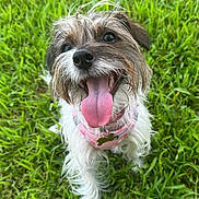 Patty Cake joined the competition — help win amazing prizes! animal, canine, close_up, collar, cute, dog, friendly, fur, grass, happy, mammal, nature, outdoor, pet, playful, small_dog, smiling, tongue, tongue_out