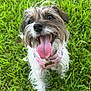 animal, canine, close_up, collar, cute, dog, friendly, fur, grass, happy, mammal, nature, outdoor, pet, playful, small_dog, smiling, tongue, tongue_out