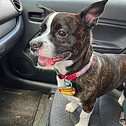 Snoopy is registered to the contest to win money with this photo: animal, black, brindle, brown, car_interior, car_seat, collar, dog, floor_mat, happy, indoor, pet, seat, side_view, small_dog, tag, tongue, vehicle, white_paws, window