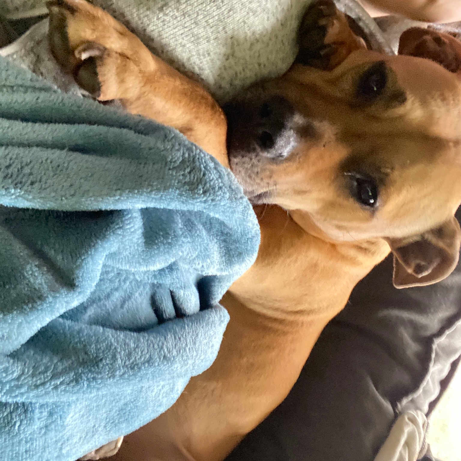 Nacho joined the competition — help win amazing prizes! blanket, canidae, carnivore, comfort, companion_dog, dog, dog_breed, fawn, paw, snout, sporting_group, vertebrate, whiskers, working_animal, working_dog
