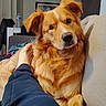 canine, casual, companion, couch, cozy, curious, dog, domestic_animal, foot, fur, furniture, golden_dog, home, indoor, leg, living_room, pet, portrait, relaxing, resting