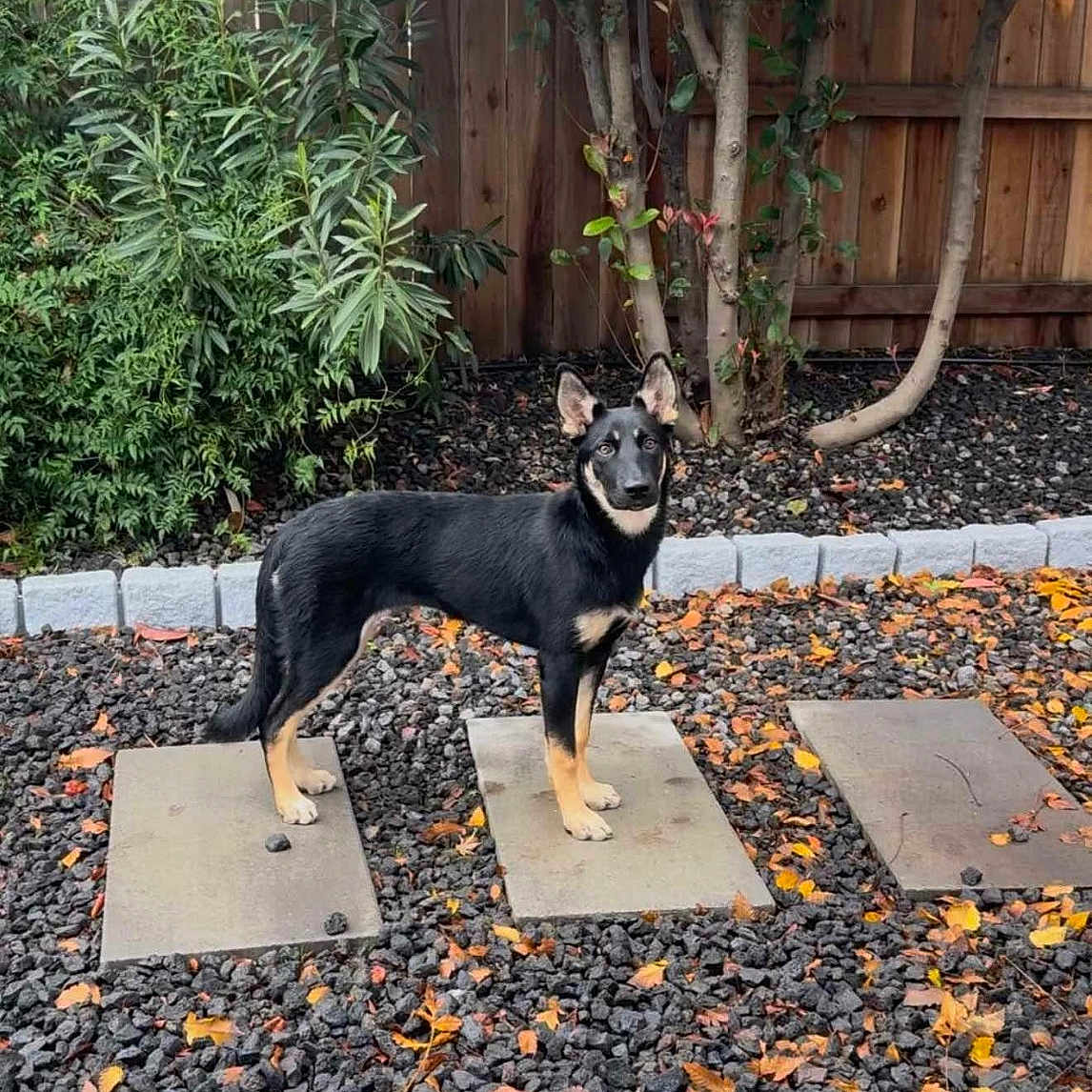 Willow Tolo Sagiao is registered to the contest to win money with this photo: animal, backyard, canine, dog, fitness, nature, outdoors, path, pebble, person, pet, plant, road, slate, sport, tree, vegetation, wood, workingout, yard