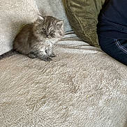 Jasper joined the competition — help win amazing prizes! animal, blanket, cat, companion, couch, cozy, curious, cute, domestic, fluffy, furry, gray, indoor, kitten, pet, pillow, sitting, small, sofa, young