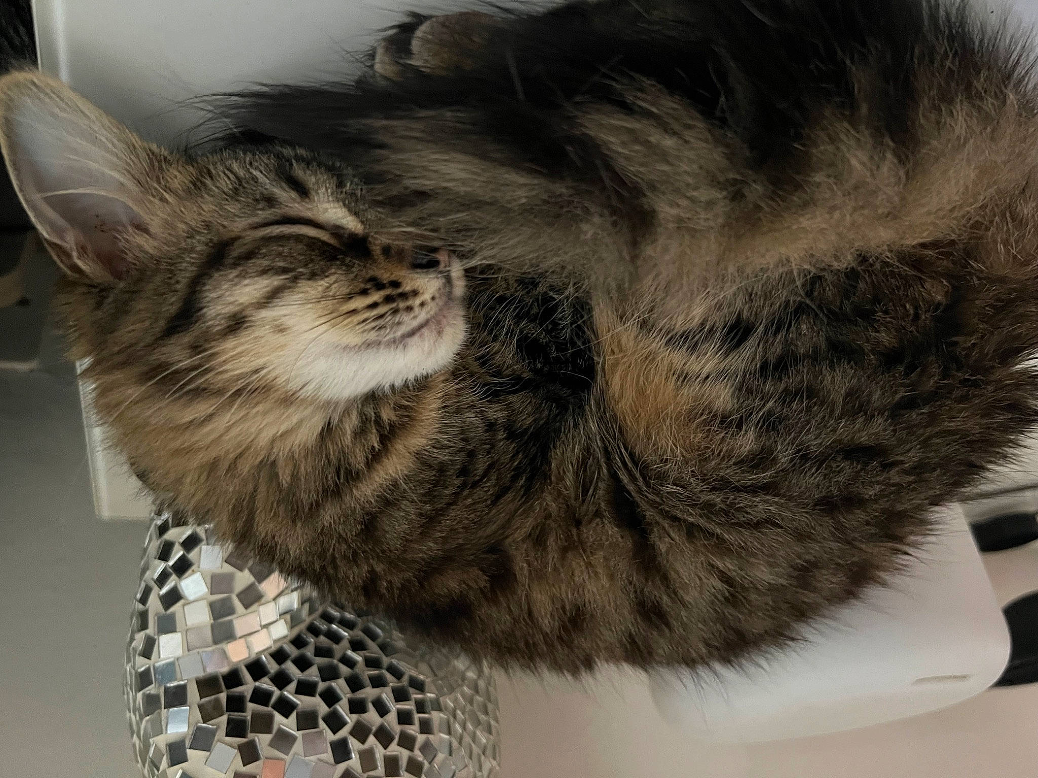 Tigee joined the competition — help win amazing prizes! carnivore, cat, claw, comfort, domestic_short_haired_cat, felidae, fur, human_leg, pattern, paw, small_to_medium_sized_cats, snout, tail, terrestrial_animal, whiskers