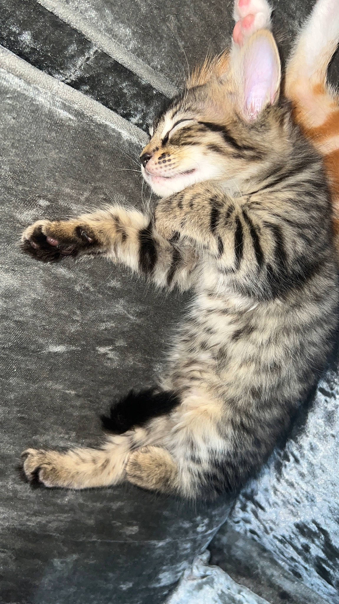 Tigee joined the competition — help win amazing prizes! carnivore, cat, claw, domestic_short_haired_cat, eye, felidae, foot, fur, natural_material, paw, small_to_medium_sized_cats, snout, tail, terrestrial_animal, whiskers, wildlife