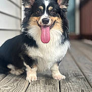 Penelope is registered to the contest to win money with this photo: dog, tricolor, tongue_out, happy, pet, porch, wooden_floor, outdoor, fur, ears_up, close_up, animal, canine, sitting, smiling, friendly, cute, tongue, front_paws, domestic_animal