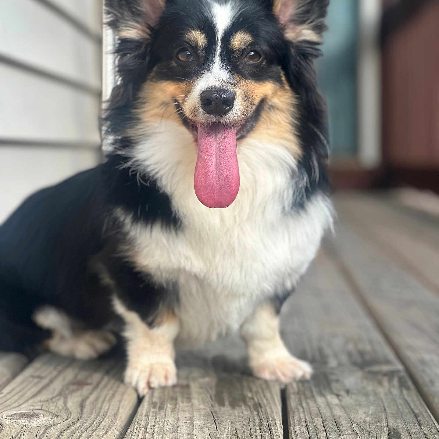 Penelope is registered to the contest to win money with this photo: animal, canine, close_up, cute, dog, domestic_animal, ears_up, friendly, front_paws, fur, happy, outdoor, pet, porch, sitting, smiling, tongue, tongue_out, tricolor, wooden_floor