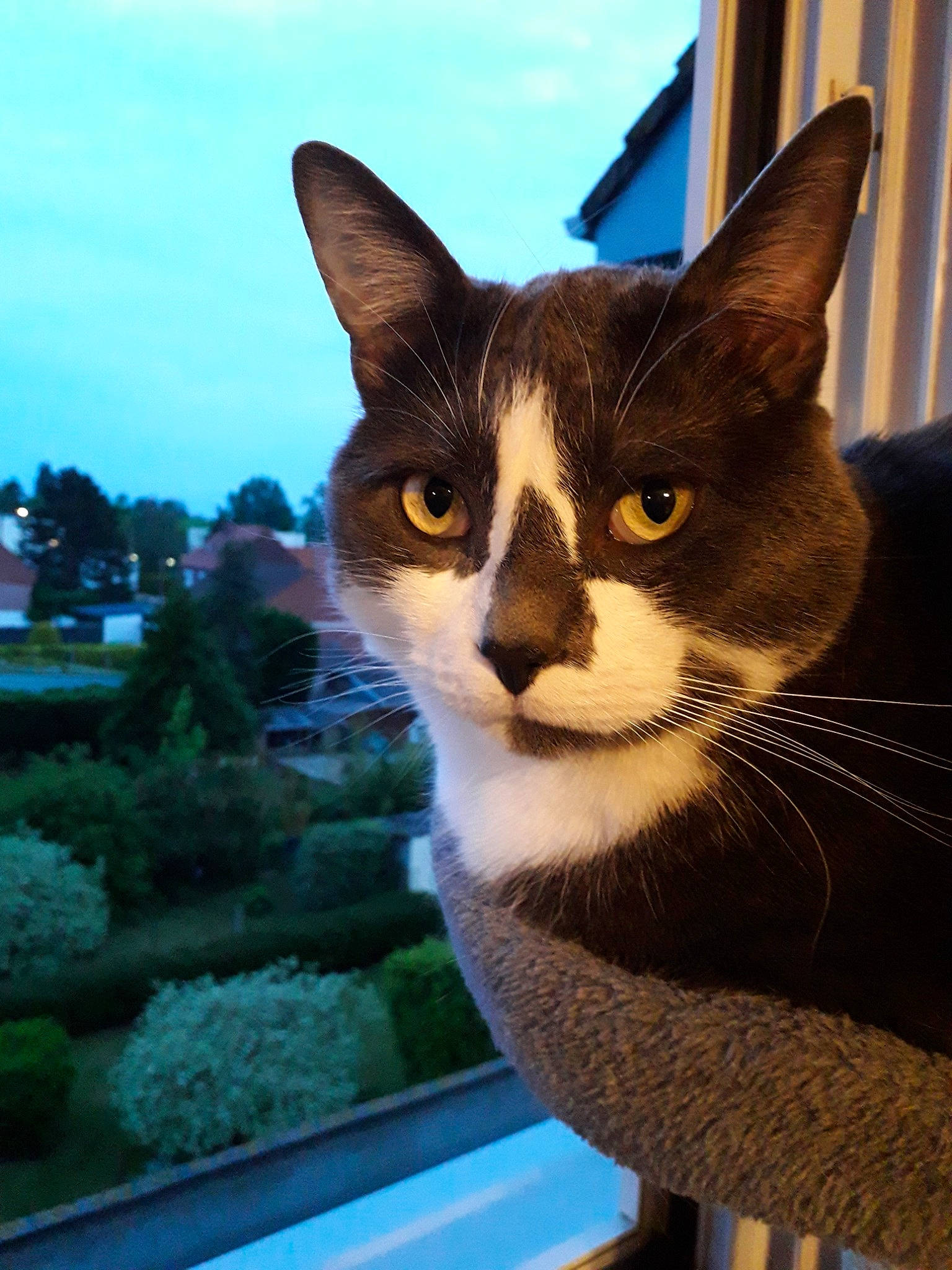 Leeroy participe au concours pour gagner de l'argent avec cette photo : aegean_cat, american_wirehair, asian, carnivore, cat, domestic_short_haired_cat, fawn, felidae, mammal, ojos_azules, small_to_medium_sized_cats, snout, whiskers, window