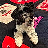 Stella joined the competition — help win amazing prizes! adorable, animal, background, beige, black_and_white, close_up, collar, cute, dog, fluffy, fur, head_tilt, indoor, lying_down, patchwork, pet, puppy, quilt, red, textile