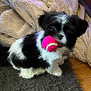 Stella is registered to the contest to win money with this photo: animal, black_and_white, blanket, carpet, companion, cute, dog, domestic_animal, floor, fur, home, indoor, looking_up, pet, playful, puppy, small_dog, tennis_ball, toy, young_dog