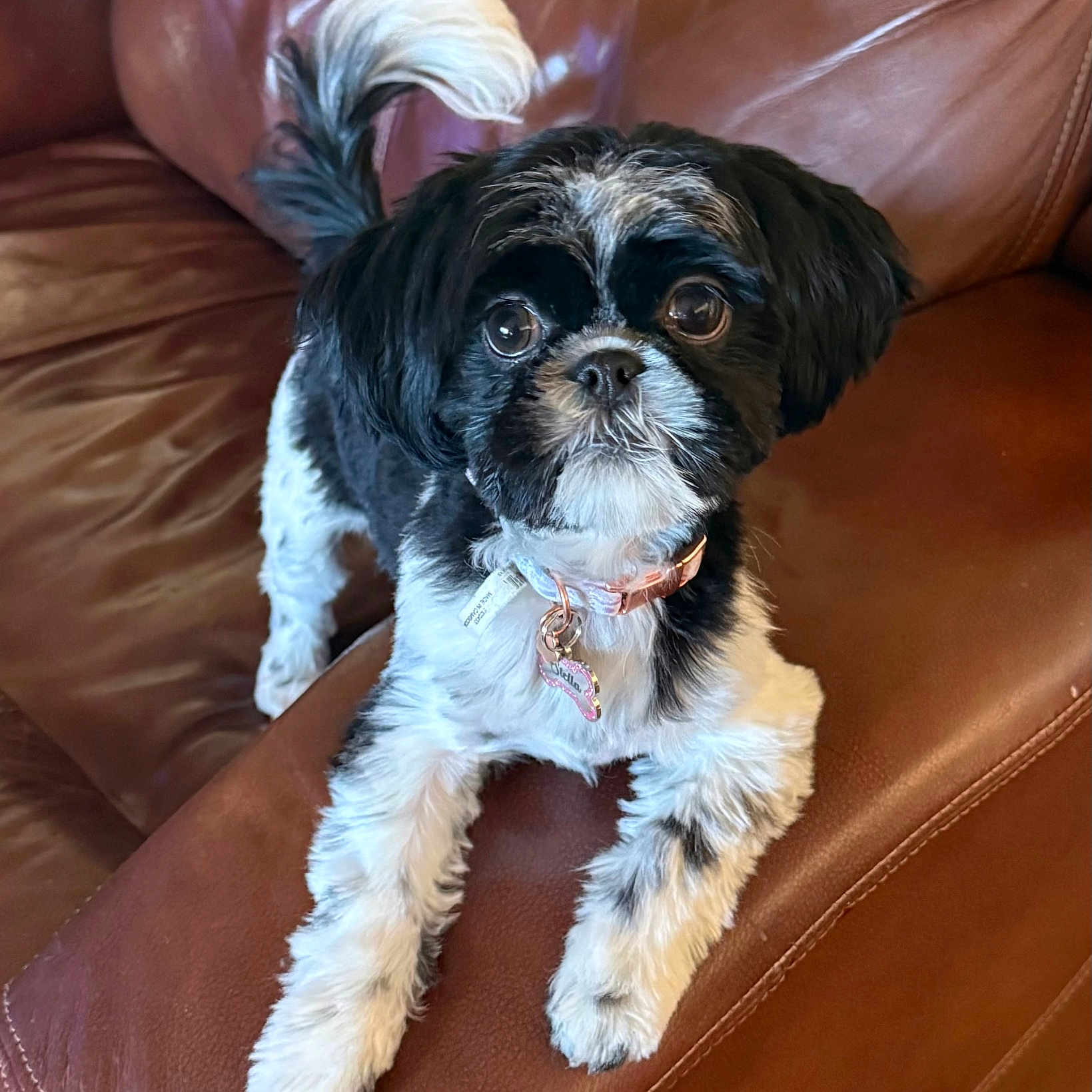 Stella