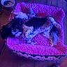 Stella joined the competition — help win amazing prizes! dog, pet_bed, stuffed_toy, pink, black_and_white, flooring, food_bowl, toy, relaxing, indoor, animal, fur, paw, canine, resting, household, cozy, wood_floor, comfort, domestic