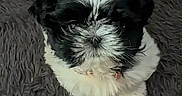Stella is registered to the contest to win money with this photo: adorable, animal, black_and_white, carpet, companion, curious, cute, dog, domestic, fluffy, fur, household, indoor, looking_up, mammal, pet, puppy, sitting, small, young