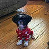Stella is registered to the contest to win money with this photo: puppy, dog, pet, sweater, red_sweater, hearts, wooden_floor, indoor, couch, floor, cute, small_dog, black_and_white, fur, animal, domestic_animal, sitting, looking, adorable, cozy