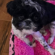 Stella is registered to the contest to win money with this photo: dog, pet, close_up, black_and_white, fur, cute, animal, indoors, pink_blanket, fuzzy, floor, resting, small_dog, toy, looking_up, expression, face, whiskers, nose, paw