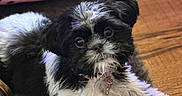 Stella is registered to the contest to win money with this photo: puppy, dog, black_and_white, toy, plush_toy, rug, floor, pet_bed, pink, cozy, indoor, pet, cute, fur, collar, playful, animal, small_dog, looking_up, resting