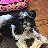 puppy, dog, black_and_white, toy, plush_toy, rug, floor, pet_bed, pink, cozy, indoor, pet, cute, fur, collar, playful, animal, small_dog, looking_up, resting