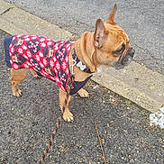 Hugo a rejoint le concours — aidez-le/la à gagner de superbes lots ! dog, leash, sweater, pavement, curb, side_view, brown_dog, outdoor, winter, small_dog, canine, pet, walking, french_bulldog, clothing, patterned_sweater, asphalt, snow, collar, leash_clasp