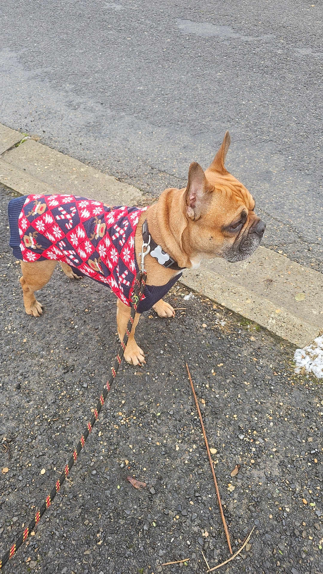 Hugo a rejoint le concours — aidez-le/la à gagner de superbes lots ! dog, leash, sweater, pavement, curb, side_view, brown_dog, outdoor, winter, small_dog, canine, pet, walking, french_bulldog, clothing, patterned_sweater, asphalt, snow, collar, leash_clasp