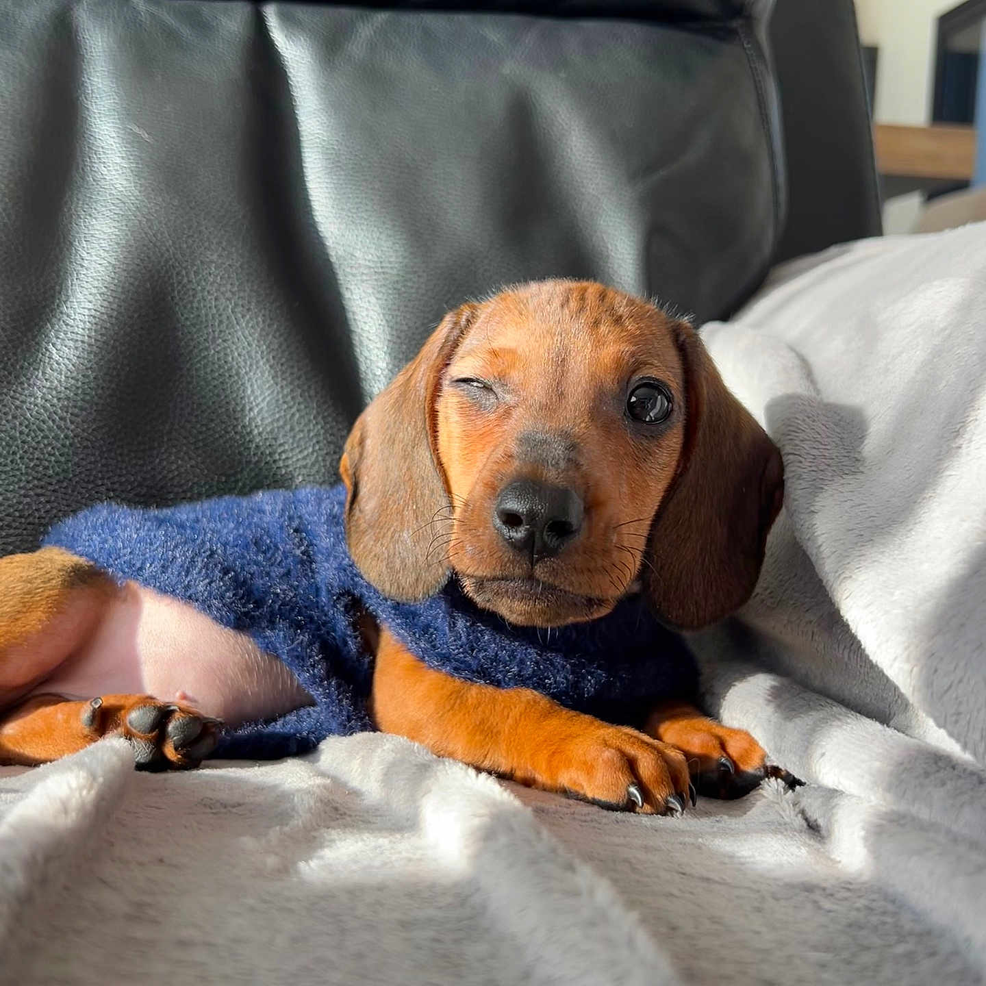 Snoopy a rejoint le concours — aidez-le/la à gagner de superbes lots ! animal, beagle, bed, blanket, canine, couch, cushion, dog, face, furniture, head, homedecor, hound, indoors, person, pet, pillow, puppy, sleeping, snout