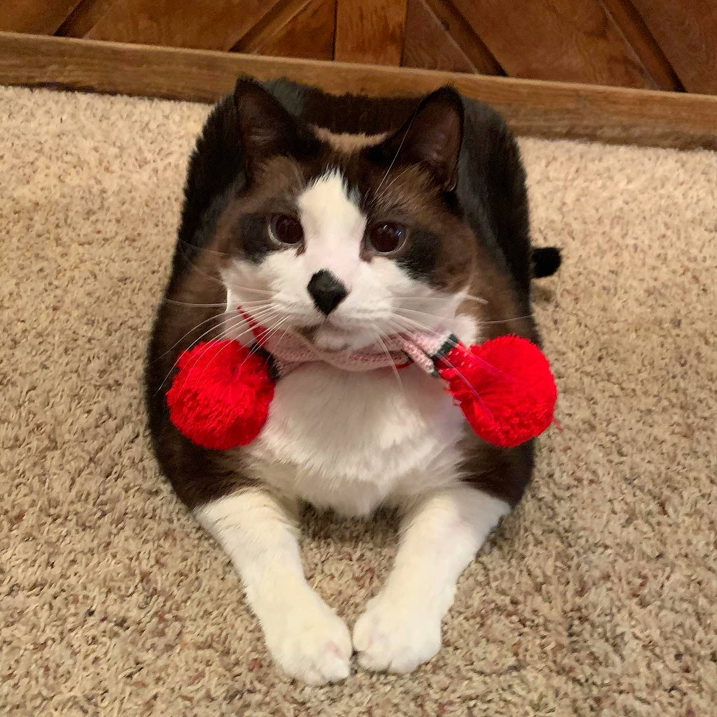 Franco joined the competition — help win amazing prizes! carmine, carnivore, cat, claw, comfort, domestic_short_haired_cat, eye, fawn, felidae, flooring, foot, fur, grass, leg, paw, sitting, small_to_medium_sized_cats, snout, tail, whiskers