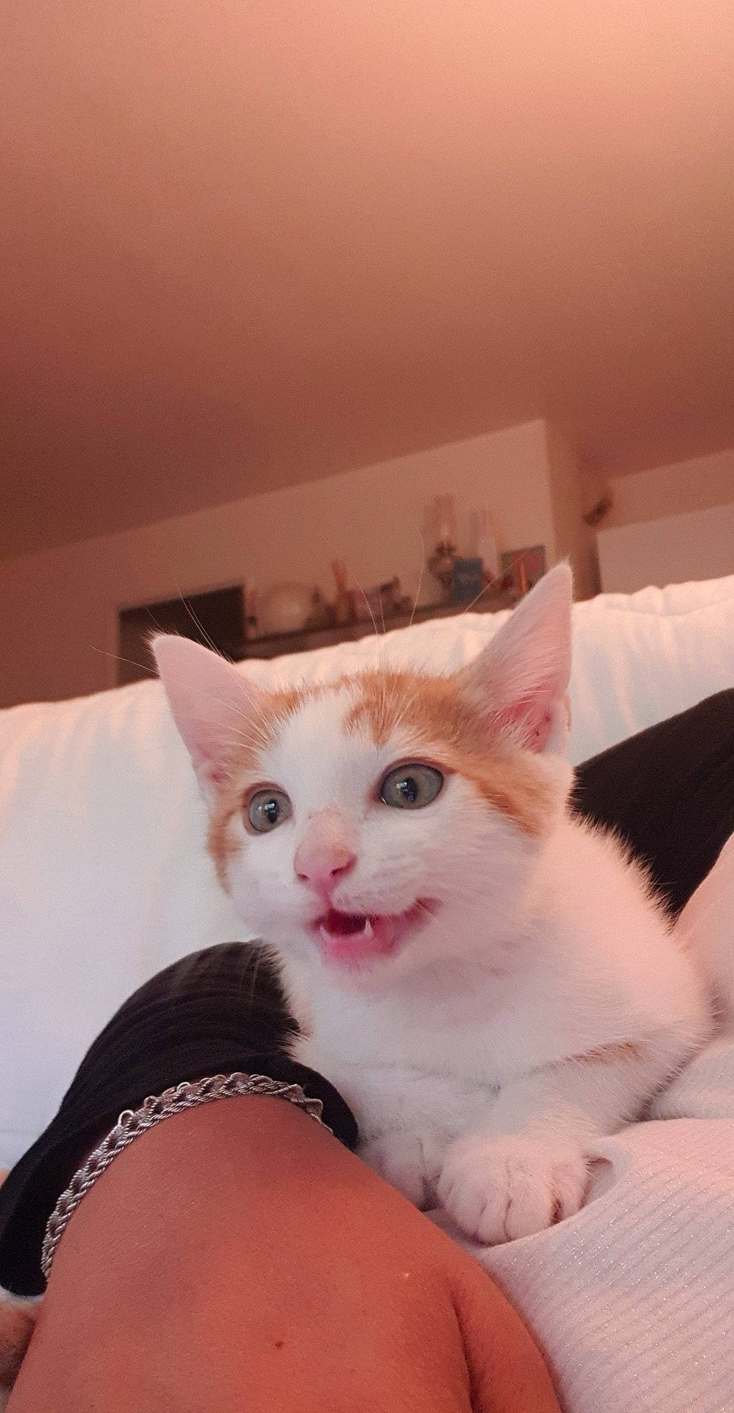 Rio participe au concours pour gagner de l'argent avec cette photo : box, carnivore, cat, claw, comfort, domestic_short_haired_cat, fawn, felidae, fur, linens, paw, small_to_medium_sized_cats, snout, tail, whiskers, window