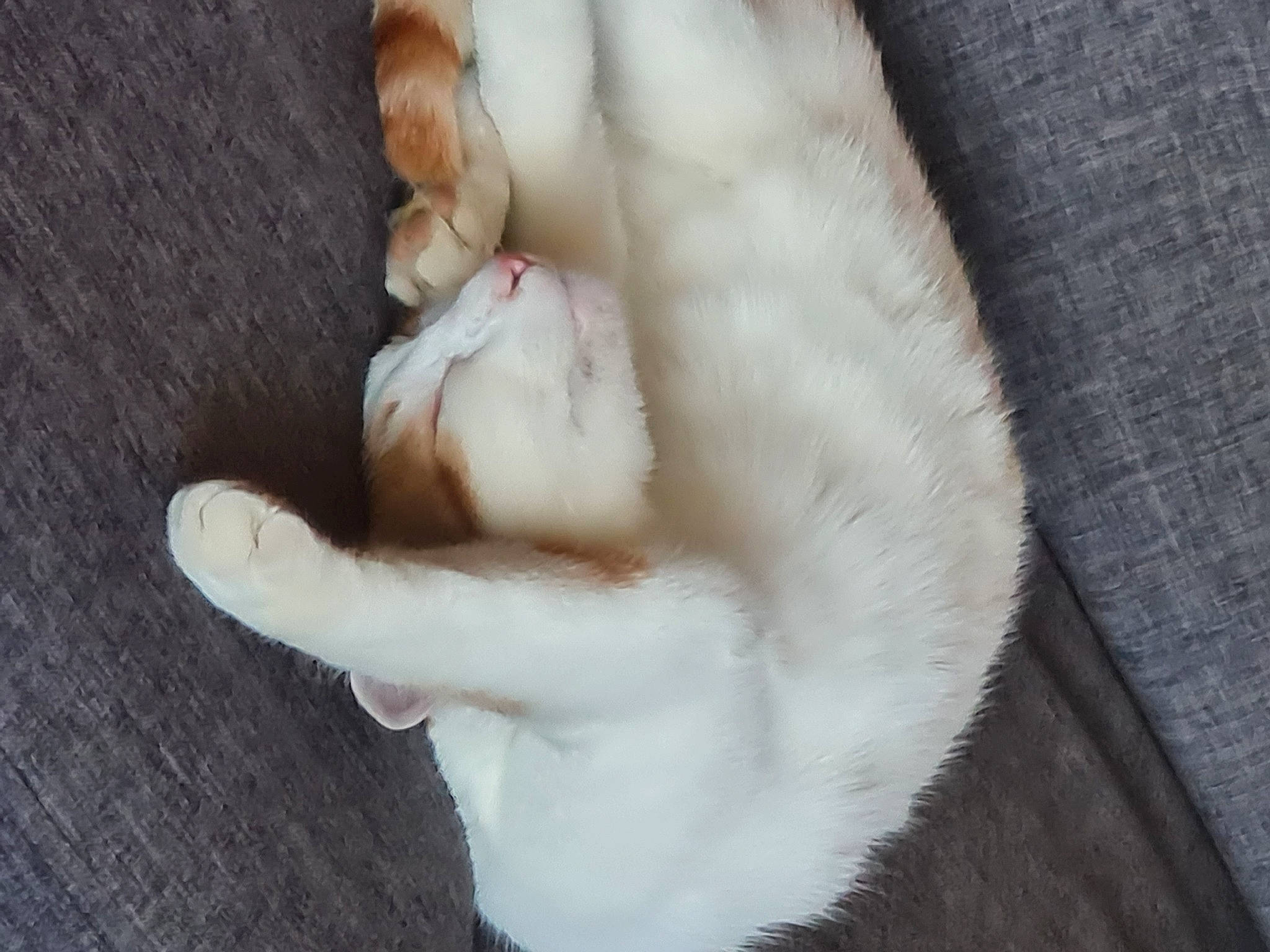 Rio a rejoint le concours — aidez-le/la à gagner de superbes lots ! canidae, carnivore, cat, claw, comfort, companion_dog, dog_breed, fawn, felidae, foot, fur, gesture, human_leg, nail, paw, small_to_medium_sized_cats, snout, sporting_group, tail, whiskers