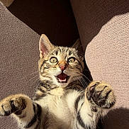 Nina participe au concours pour gagner de l'argent avec cette photo : kitten, tabby, cat, paw, fur, whiskers, mouth_open, eyes_wide, couch, fabric, texture, indoor, playful, pet, animal, feline, young, cute, closeup, sunlight