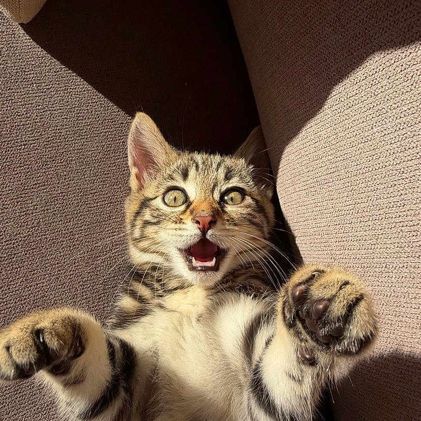Nina participe au concours pour gagner de l'argent avec cette photo : animal, cat, closeup, couch, cute, eyes_wide, fabric, feline, fur, indoor, kitten, mouth_open, paw, pet, playful, sunlight, tabby, texture, whiskers, young