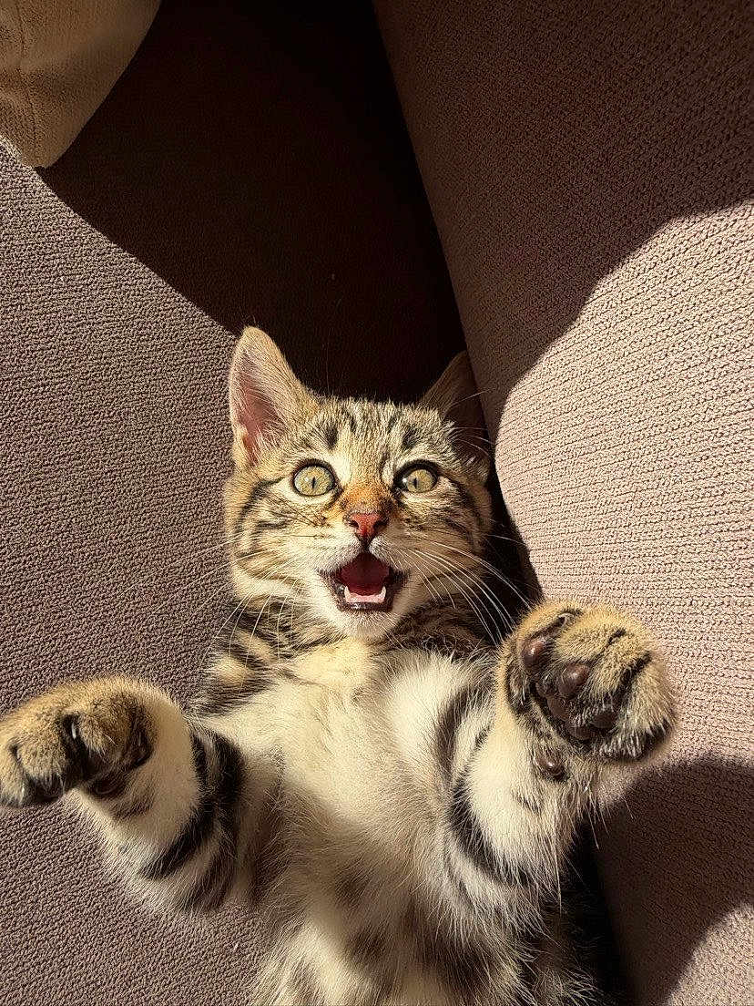 Nina participe au concours pour gagner de l'argent avec cette photo : kitten, tabby, cat, paw, fur, whiskers, mouth_open, eyes_wide, couch, fabric, texture, indoor, playful, pet, animal, feline, young, cute, closeup, sunlight