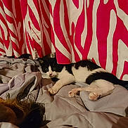 Leonidas joined the competition — help win amazing prizes! cat, black_and_white, bedspread, curtains, striped, indoor, resting, animal, pet, feline, relaxed, cozy, soft_fabric, home, comfort, sleepy, domestic, fur, whiskers, paws