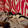 cat, black_and_white, bedspread, curtains, striped, indoor, resting, animal, pet, feline, relaxed, cozy, soft_fabric, home, comfort, sleepy, domestic, fur, whiskers, paws