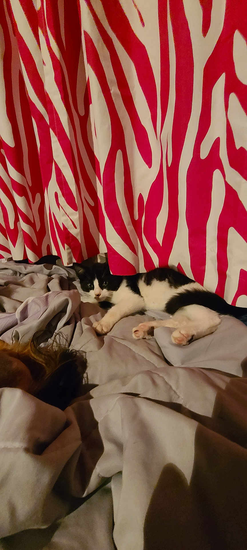 Leonidas