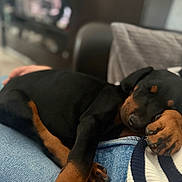 Vegas a rejoint le concours — aidez-le/la à gagner de superbes lots ! puppy, dog, sleeping, lap, jeans, striped_sweater, brown_and_black, indoors, cozy, resting, pet, canine, soft_blanket, furniture, relaxation, close_up, cute, companion, home, warmth