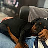 puppy, dog, sleeping, lap, jeans, striped_sweater, brown_and_black, indoors, cozy, resting, pet, canine, soft_blanket, furniture, relaxation, close_up, cute, companion, home, warmth