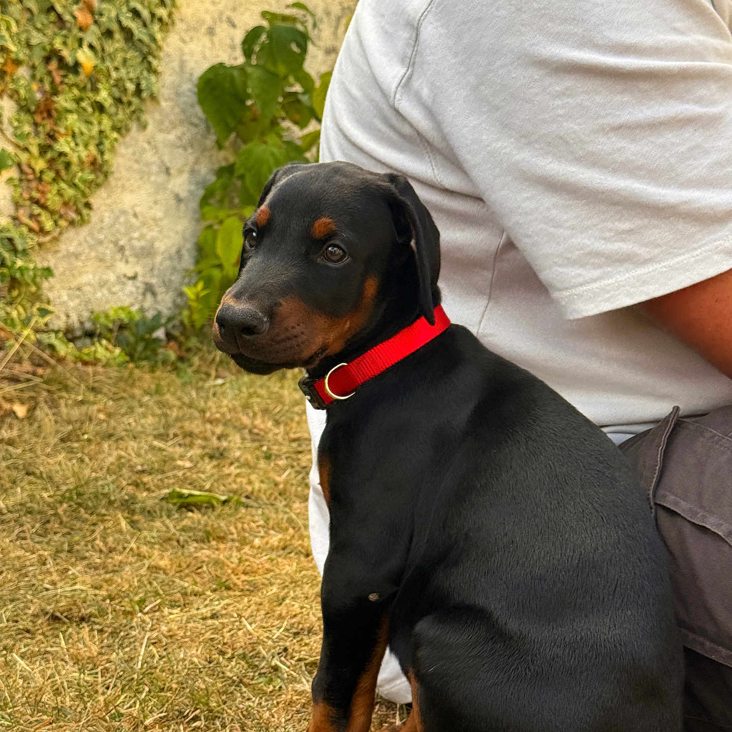 Vegas participe au concours pour gagner de l'argent avec cette photo : puppy, dog, black_dog, red_collar, grass, outdoor, person, white_shirt, shorts, wall, ivy, plant, sitting, young_dog, pet, animal, side_view, nature, summer, companion