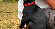 Vegas a rejoint le concours — aidez-le/la à gagner de superbes lots ! puppy, dog, black_dog, red_collar, grass, outdoor, person, casual_clothing, sitting, side_view, brown_paws, short_hair, young_dog, nature, blurred_background, pet, animal, companion, cute, curious