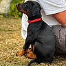 puppy, dog, black_dog, red_collar, grass, outdoor, person, casual_clothing, sitting, side_view, brown_paws, short_hair, young_dog, nature, blurred_background, pet, animal, companion, cute, curious