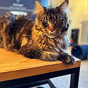 Upsy participe au concours pour gagner de l'argent avec cette photo : animal, carpet, cat, closeup, cozy, ears, fur, furniture, indoor, living_room, maine_coon, paw, pet, portrait, relaxed, slippers, sunlight, table, whiskers, wood
