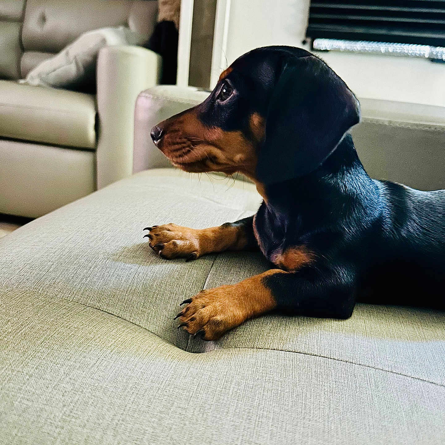 Chilli joined the competition — help win amazing prizes! animal, canine, couch, cushion, dog, dogbed, furniture, homedecor, hound, indoors, interiordesign, pet, puppy, snout