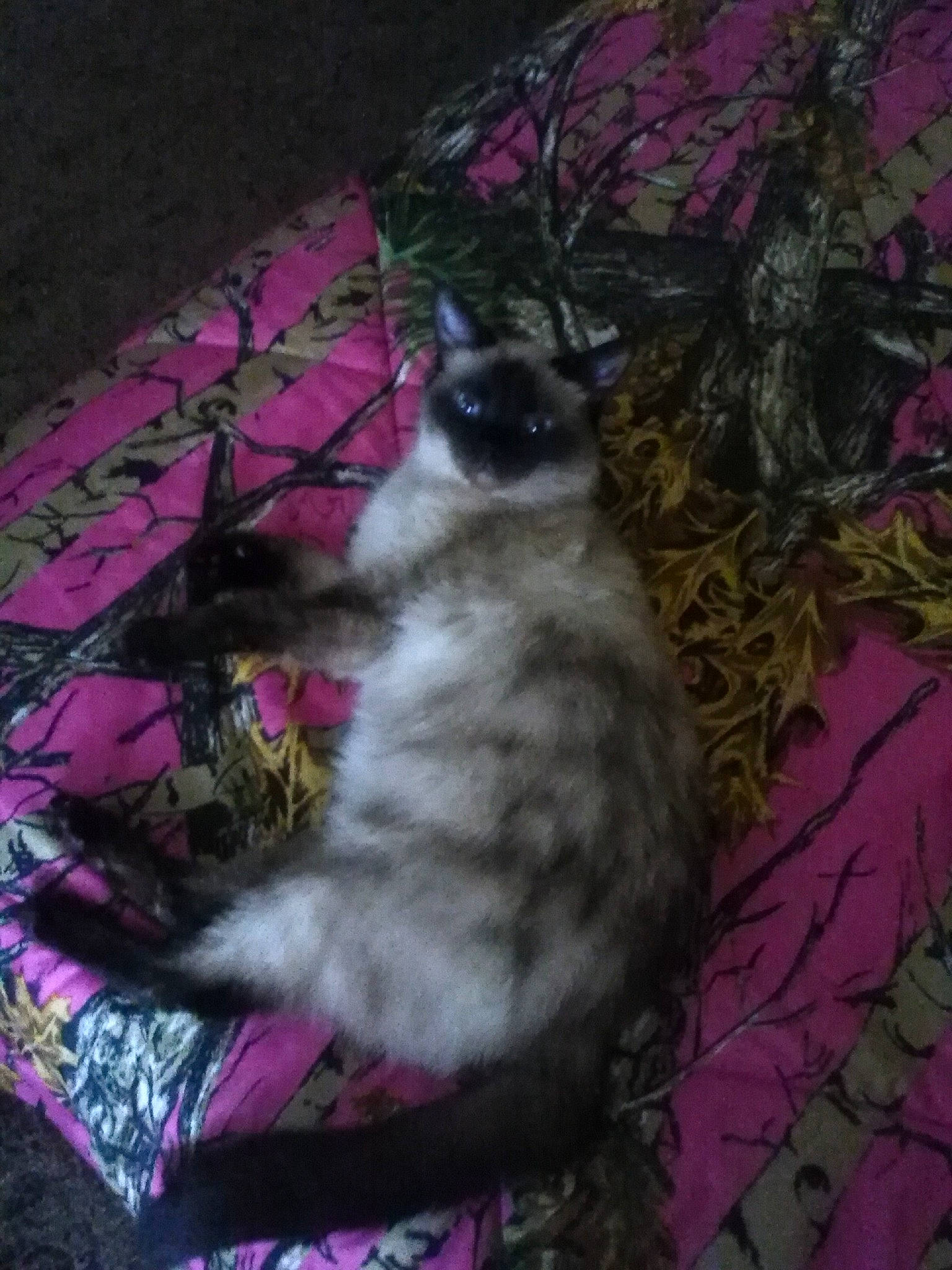 Princess