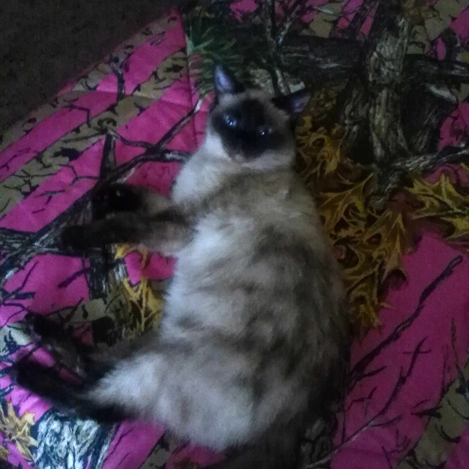 Princess