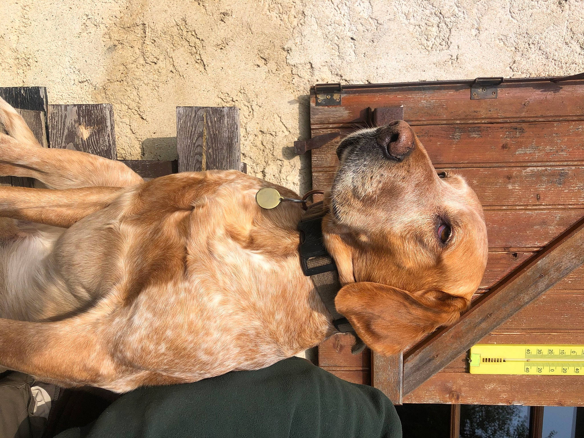 Julio participe au concours pour gagner de l'argent avec cette photo : bat, big_cats, carnivore, comfort, dog_breed, fawn, felidae, fur, kodiak_bear, liver, livestock, small_to_medium_sized_cats, snout, sporting_group, terrestrial_animal, whiskers, wildlife, wood, working_animal, wrinkle