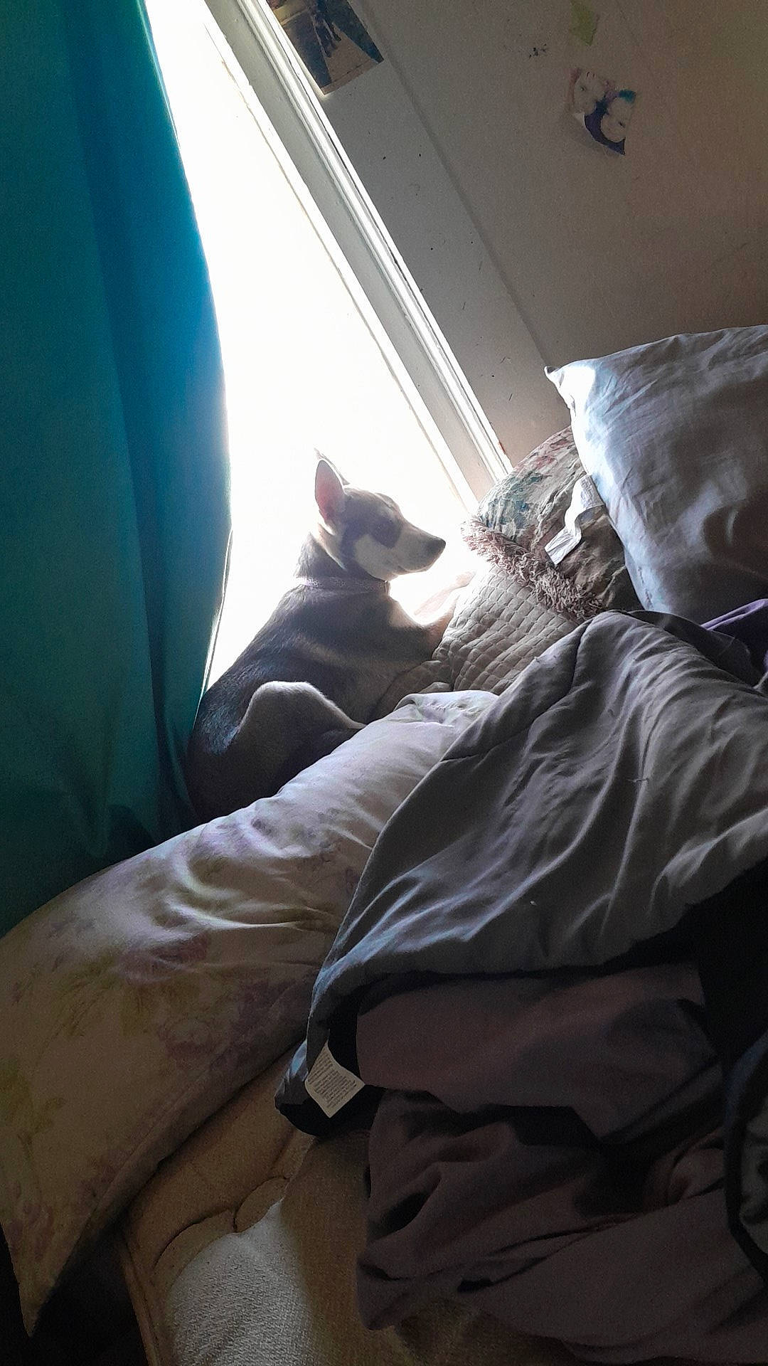 Diva is registered to the contest to win money with this photo: bed, bed_sheet, bedding, bedroom, comfort, darkness, daylighting, duvet, felidae, flooring, fur, hardwood, human_leg, linens, room, tints_and_shades, vehicle_door, whiskers, window, wood