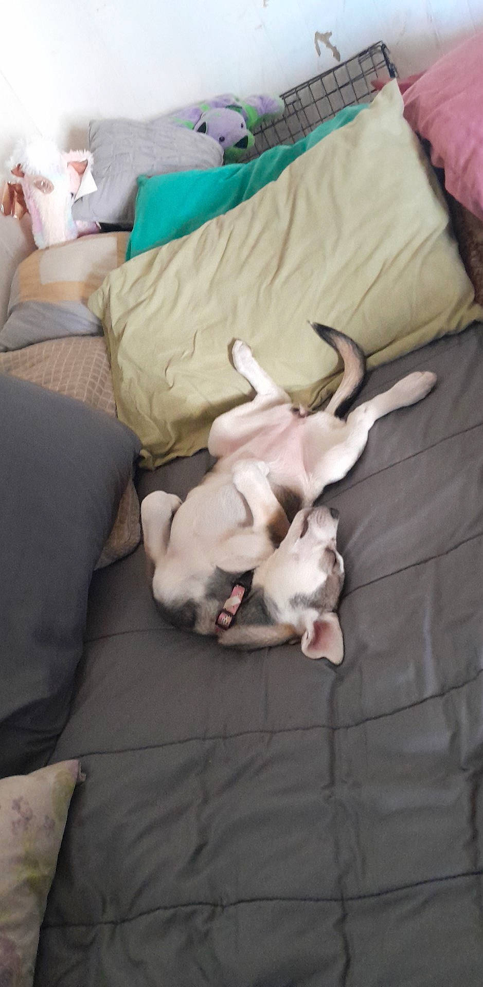 Diva is registered to the contest to win money with this photo: canidae, carnivore, comfort, companion_dog, couch, dog, dog_breed, dog_supply, fawn, fur, hardwood, linens, paw, room, small_to_medium_sized_cats, sporting_group, tail, toy_dog, wood, working_animal