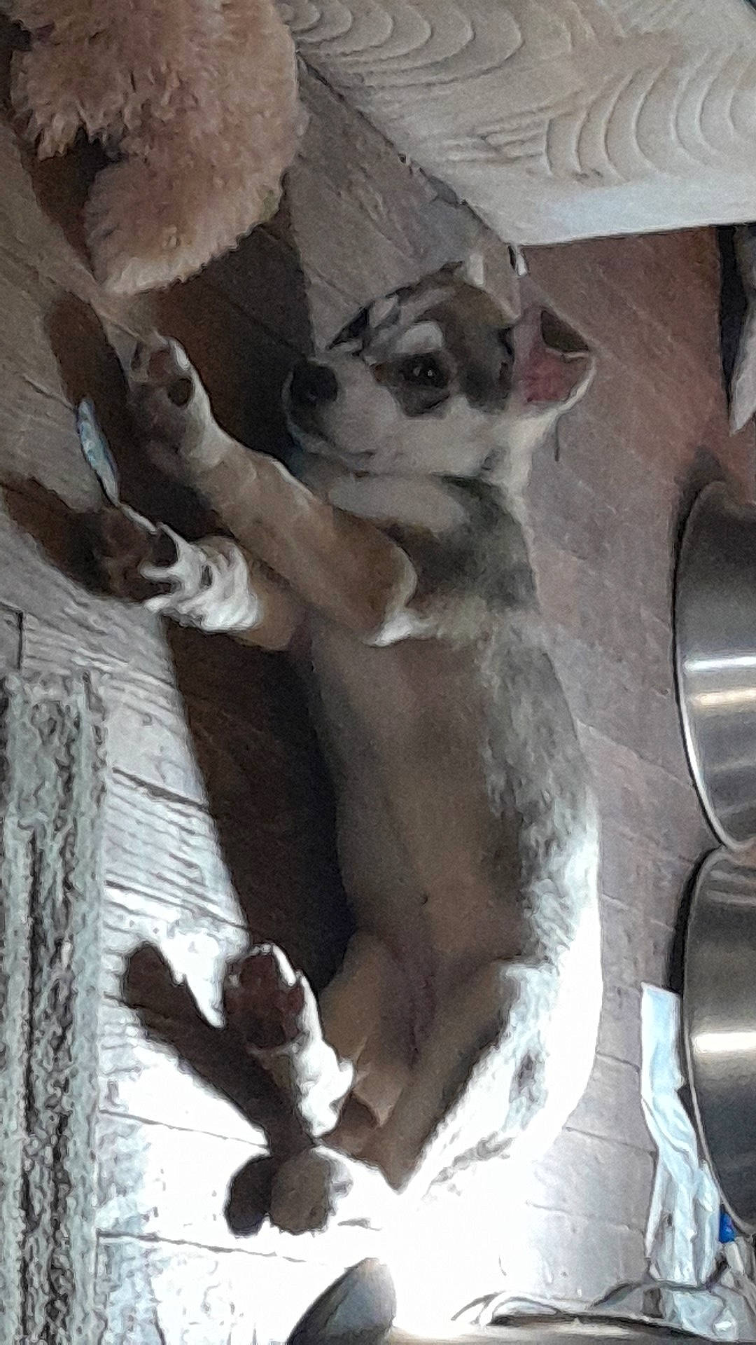 Diva is registered to the contest to win money with this photo: carnivore, comfort, companion_dog, dog, dog_breed, foot, fur, non_sporting_group, paw, puppy, tail, terrestrial_animal, toy_dog, whiskers, wood, working_animal