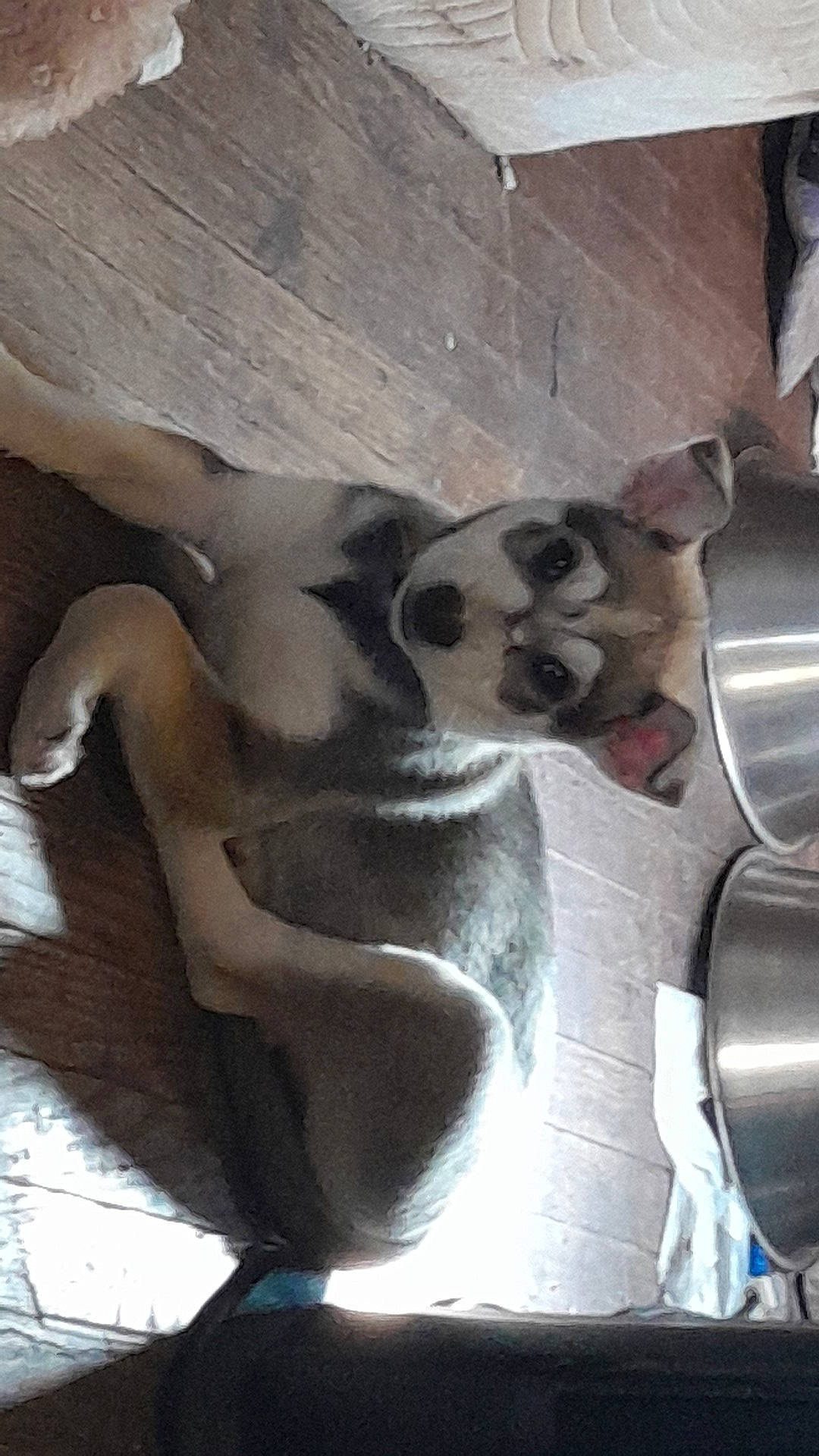 Diva is registered to the contest to win money with this photo: art, carnivore, dog_breed, fawn, felidae, flooring, foot, fur, hardwood, human_leg, paw, sculpture, shadow, small_to_medium_sized_cats, sporting_group, tail, terrestrial_animal, visual_arts, whiskers, wood