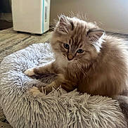Chubs is registered to the contest to win money with this photo: kitten, cat, pet_bed, fluffy, blue_eyes, indoor, carpet, window, home, feline, young_cat, cozy, fur, resting, animal, cute, soft_texture, domestic, cute_pet, relaxing