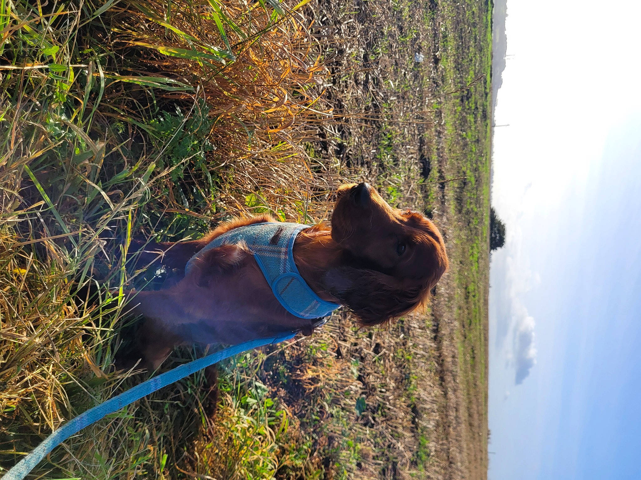 Sadie is registered to the contest to win money with this photo: canidae, electric_blue, fawn, forest, fur, grass, hat, landscape, people_in_nature, plant, shadow, sky, soil, sporting_group, sunglasses, tree, trunk, wood