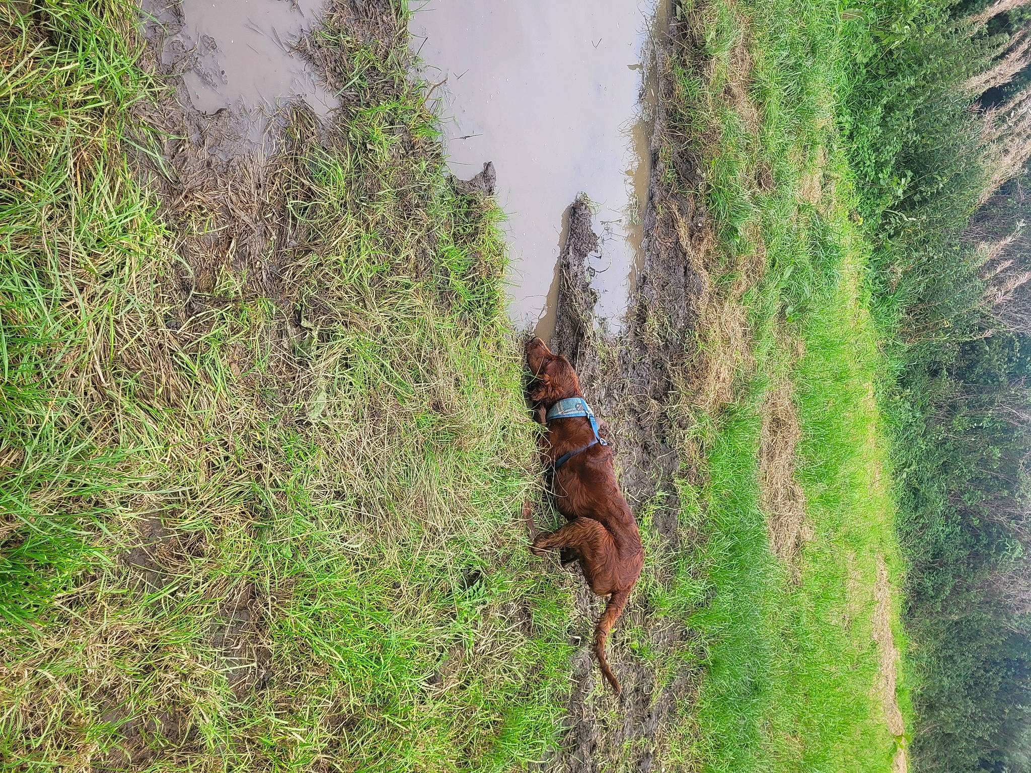 Sadie is registered to the contest to win money with this photo: canidae, carnivore, dog, dog_breed, fawn, grass, grass_family, grassland, groundcover, plant, shrub, slope, soil, sporting_group, tail, terrestrial_animal, tree, trunk, wood, working_animal